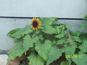 ֽ�Ƴ�ǧ������Ƶ������ͣ����ʹ�������й��ĸﺽ��ʻ��������...